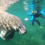 Swim-with-Manatees-image-1-1.webp
