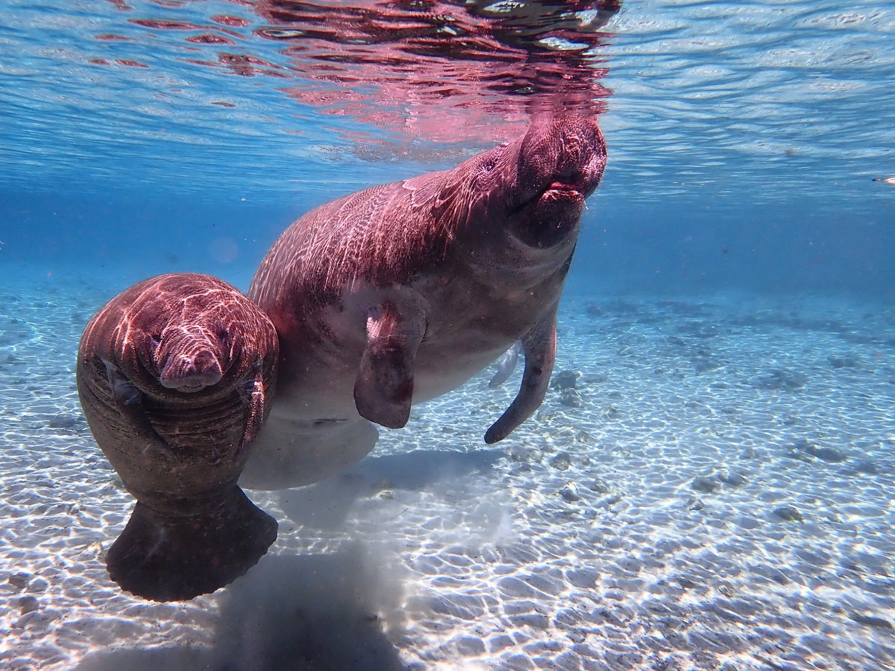 Manatees inside Three Sisters Springs