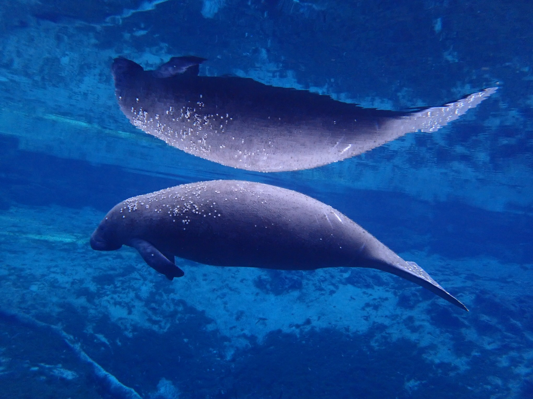 Manatee swimming inside of Three Sisters Springs