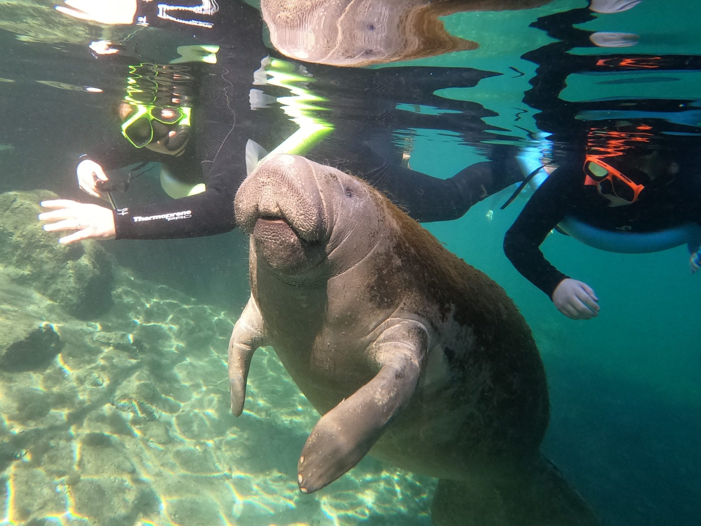 Swimming with manatees in Crystal River, Florida at Paddles Outdoor Rentals
