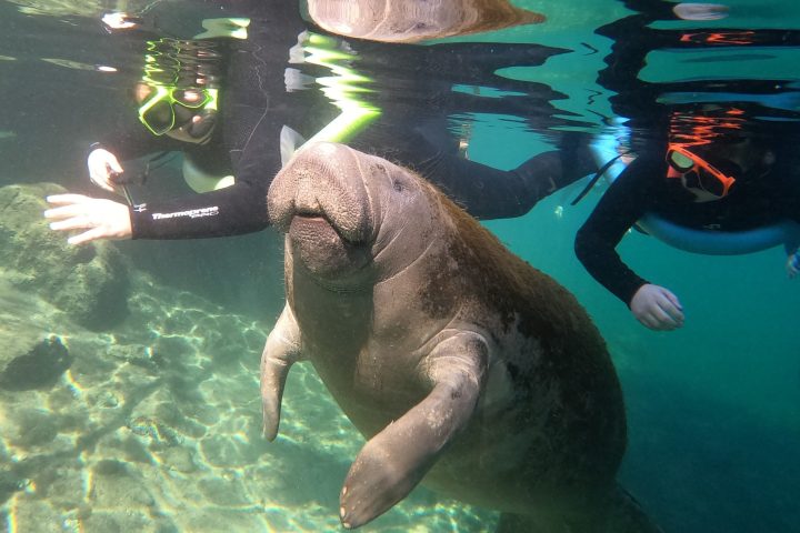 Swimming with manatees in Crystal River, Florida
