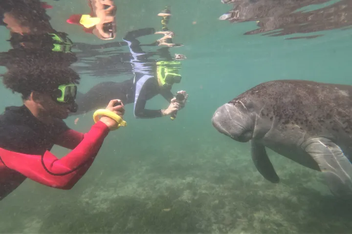 Paddles Outdoor Rentals and their swimming with manatees tour with a local guide