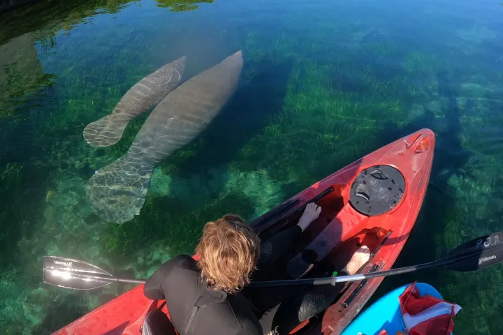 Paddles Outdoor Rentals swim with manatees tour in Crystal River, Florida