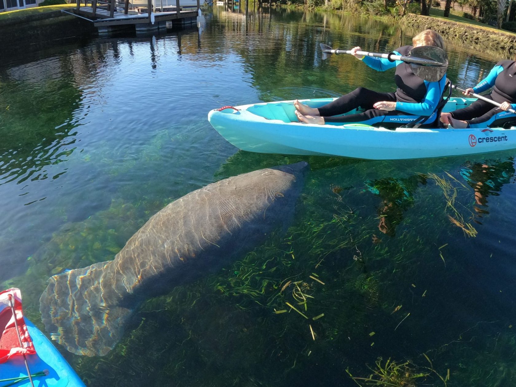 Paddles Outdoor Rentals swim with manatees tour in Crystal River, Florida