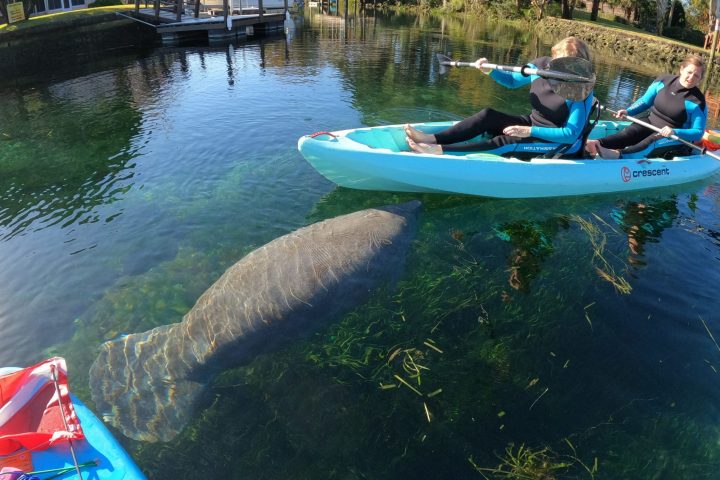 Paddles Outdoor Rentals swim with manatees tour in Crystal River, Florida