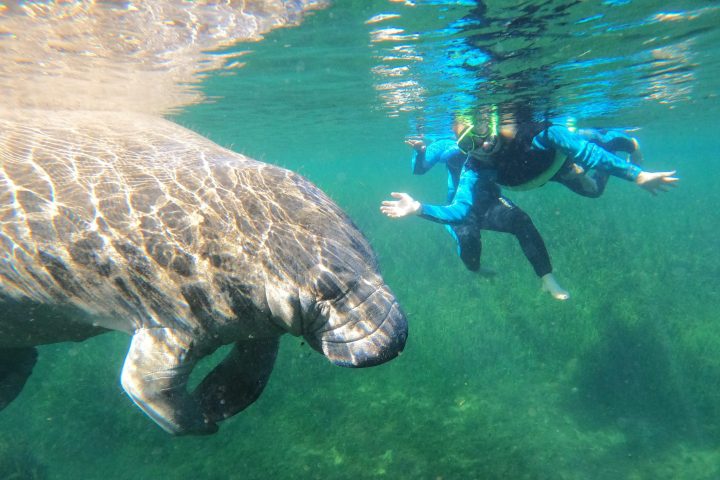 Paddles Outdoor Rentals swim with manatees tour in Crystal River, Florida