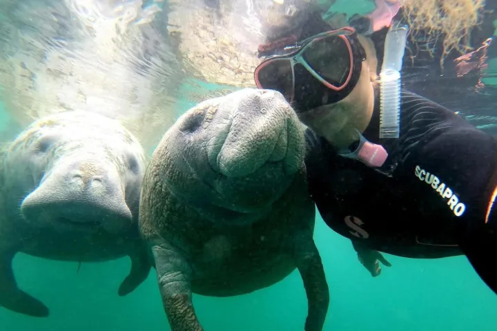 a dog swimming in the water