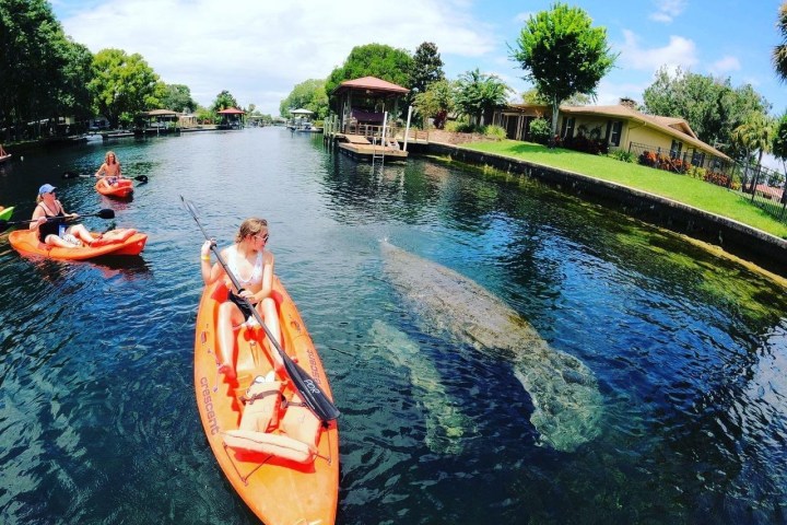 Kayaking with Paddles Outdoor Rentals on a guided ecotour of Three Sisters Springs in Crystal River, Florida.