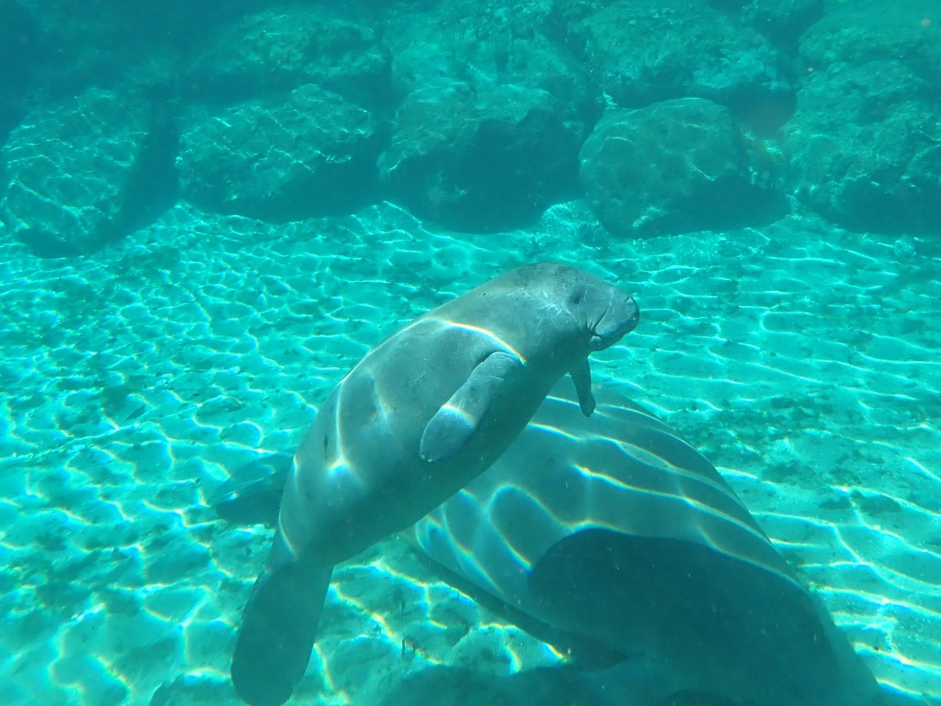 a fish swimming in a pool of water
