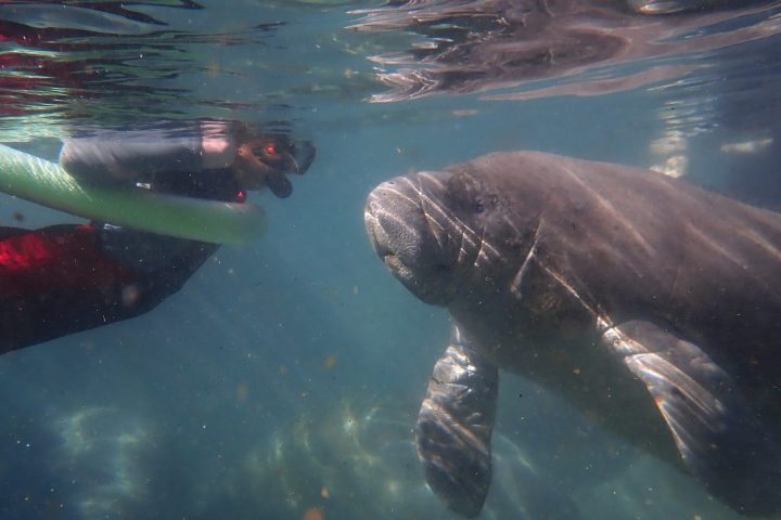 swim with manatees in Crystal River at paddles Outdoor Rentals
