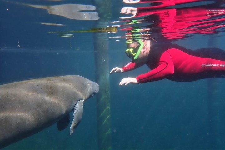 Swimming with manatees in Crystal River, Florida
