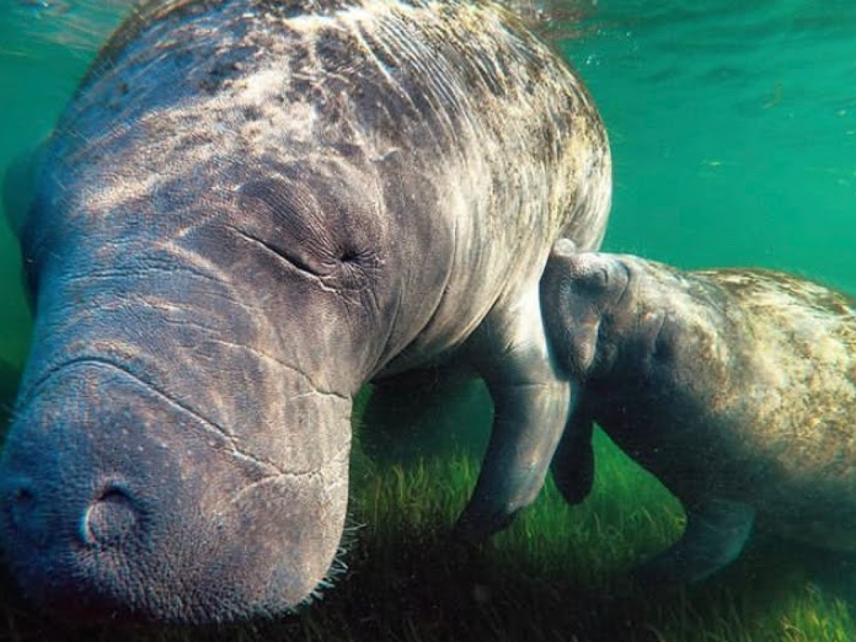 Momma manatee nursing her baby
