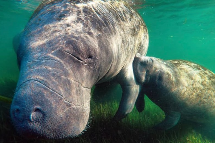 Momma manatee nursing her baby