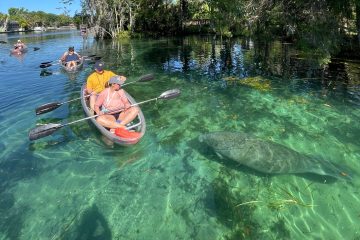 clear kayaking tour spotting a manatee in Crystal River, Florida