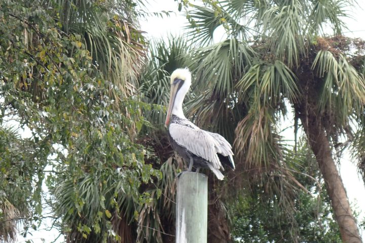 a bird standing in front of a palm tree