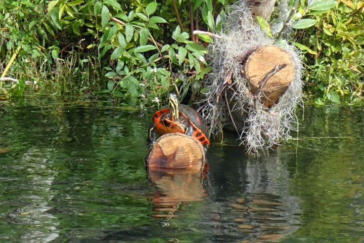 a duck swimming in water