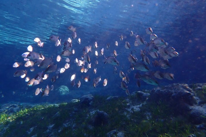 a group of people in the water