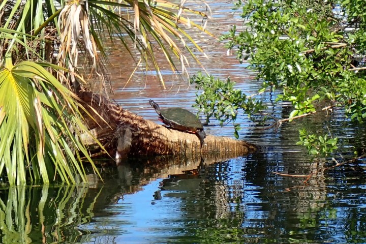 a tree next to a body of water