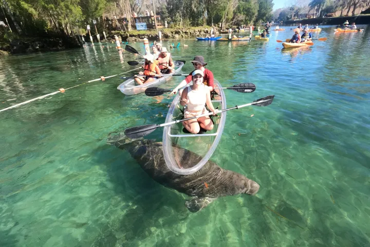 Clear kayak tour of Crystal River,Florida