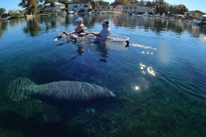 Manatees on an all clear kayak tour with Paddles Outdoor Rentals