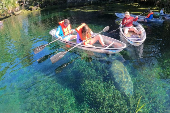 Kids viewing manatees on a clear kayaking tour with Paddles Outdoor Rentals