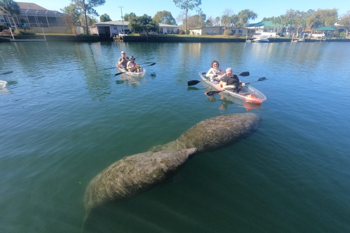 Clear kayak tour in Crystal River, Florida