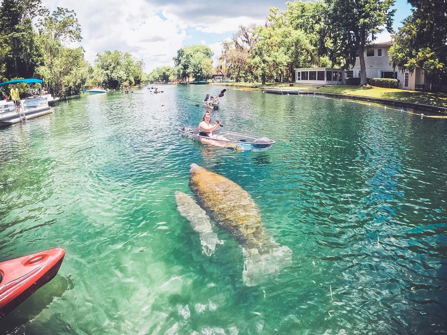 Clear kayak tour with viewing manatees in Crystal River, Florida