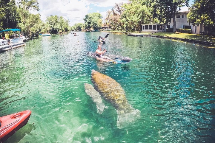 Clear kayak tour with viewing manatees in Crystal River, Florida