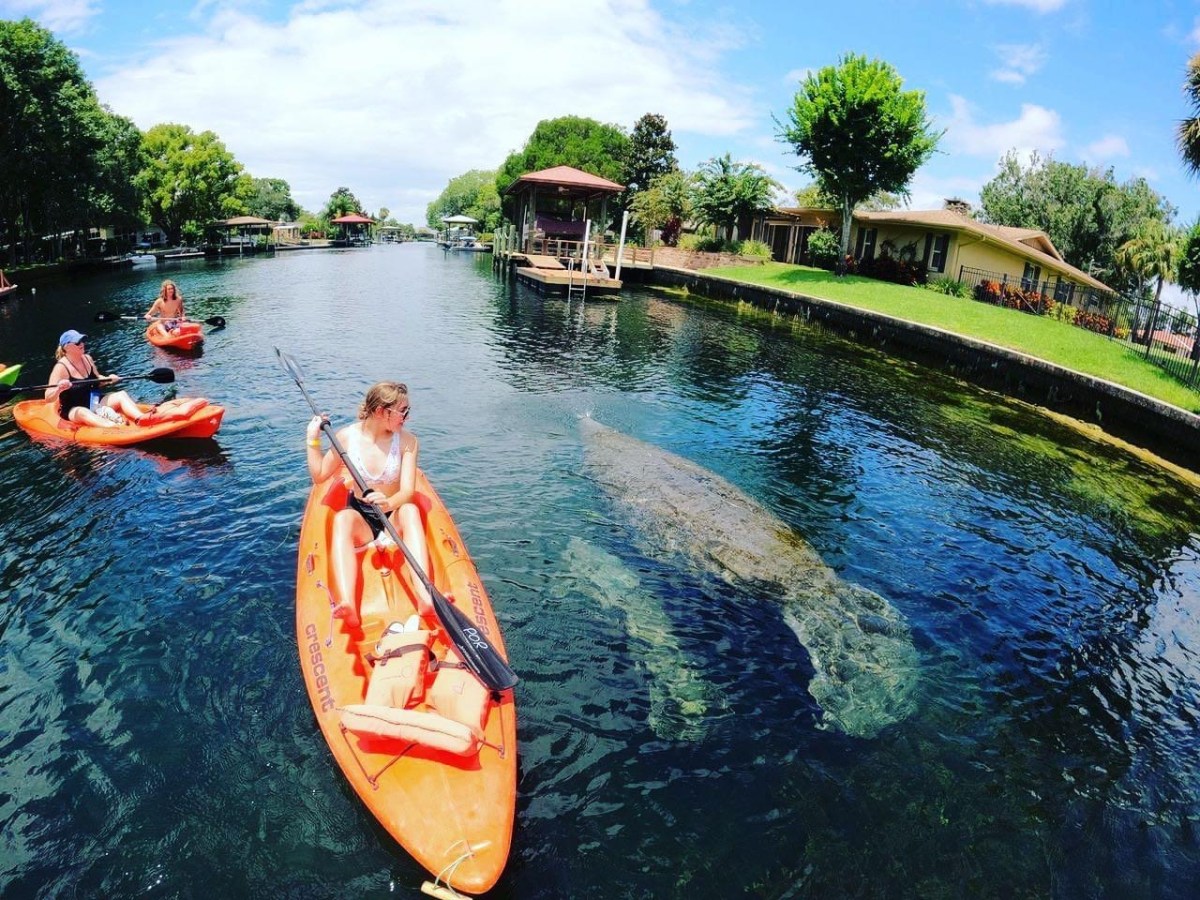 Kayaking with manatees at Paddles outdoor Rentals